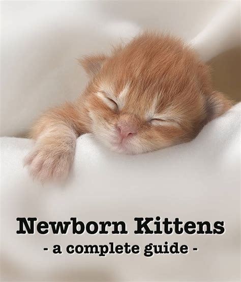 Newborn Kittens: Size, Growth, Development And .